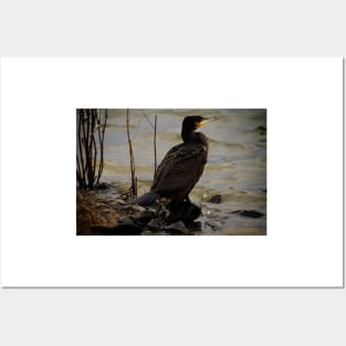 Cormorant resting in the winter sunshine Posters and Art